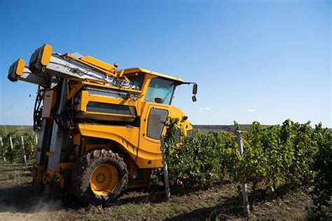 Understanding the Ins & Outs of ‘Wine Harvest’ Season - Lake Chelan ...