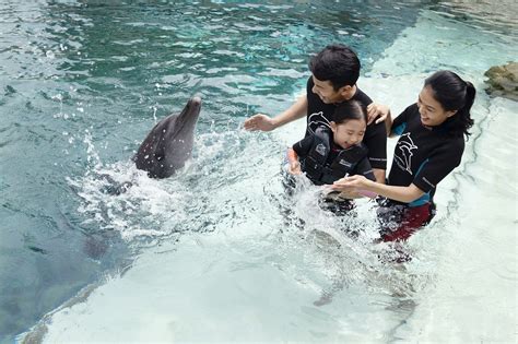 Dolphin Island - Opening Hours, Reviews & Photos [2024] | Trip.com