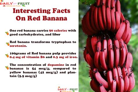 Interesting Health Facts On Red Banana - dailyonefruit