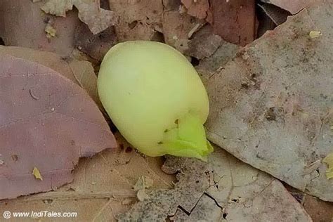 Economy Of Mahua Flower - Insight From Chhattisgarh - Inditales