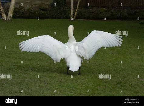 photo of a male Mute swan stretching his wing with silver birch trees ...