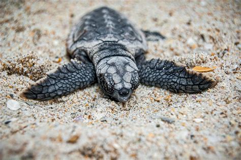 Turtle Eggs Hatching & Conservation In Jamaica | SANDALS