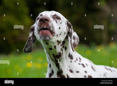 Dog barking collar hi-res stock photography and images - Alamy