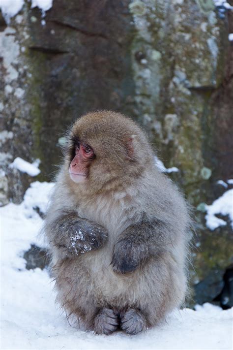 Baby Snow Monkey | Snow monkey, Baby jungle animals, Baby in snow