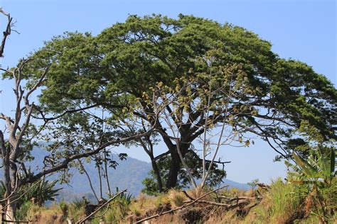 Costa Rica Guanacaste Tree Stock de Foto gratis - Public Domain Pictures