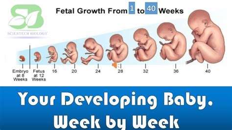 pregnancy week by week I foetus development I Week by week pregnancy I ...