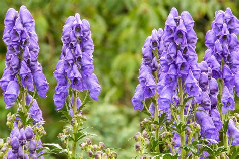 Best Perennial Plants for Shade