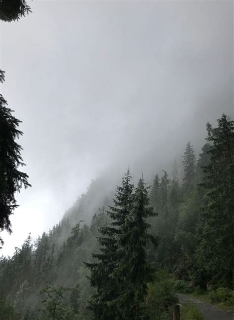 Calm forest foggy rain trees | Nature aesthetic, Beautiful nature, Dark ...