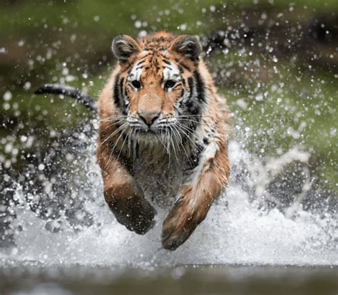 Sundarbans India/Bangladesh - tiger attacks - 2017 research paper titled Analyzing Human ...