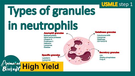 Types of granules in neutrophils | Neutrophis | primary vs secondary granules - YouTube