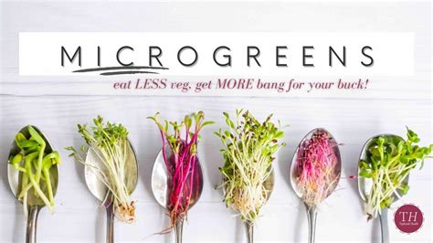 Health Benefits of MICROGREENS | What They Are & How To Use Them – UrbanGreensProject.org