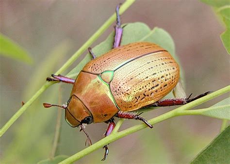 Common Christmas Beetle - Anoplognathus porosus