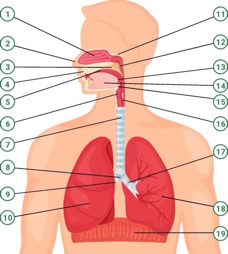 Respiratory System