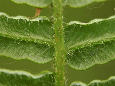 Pteridium aquilinum - Bracken (Fern Images)