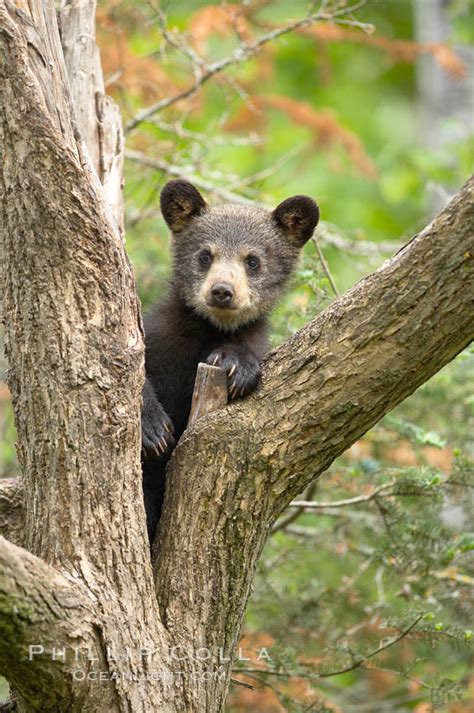 Black bear cub in a tree, Ursus americanus, Orr, Minnesota, #18891