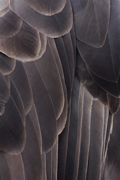 Bald Eagle Feather Close Up Photograph by Heidi Brandt