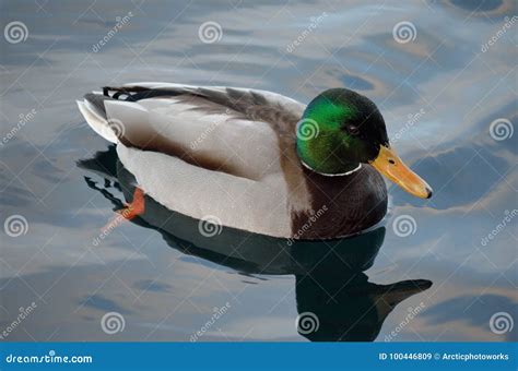 Beautiful Male Mallard Duck Swimming in Harbor Stock Image - Image of male, color: 100446809