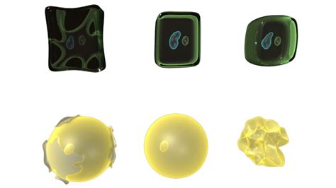 plasmolysis hypertonic cytolysis 3d obj