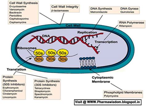 PHARMA WISDOM: Mechanism of Action of Chemotherapeutic drugs