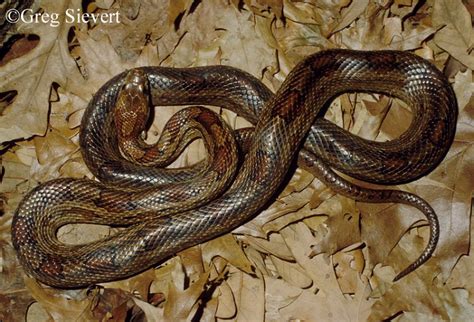 Red Cornsnake | State of Tennessee, Wildlife Resources Agency