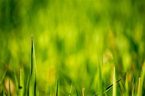 green wallpapers imagesize:large - Bing images