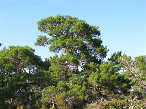 Pinus clausa (Alabama Pine, Florida Spruce Pine, Sand Pine, Scrub Pine) | North Carolina ...