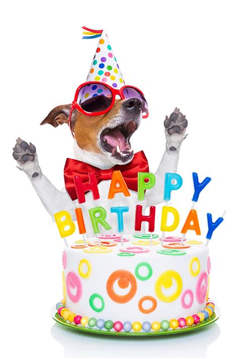 dogs singing happy birthday funny - Into A Large Microblog Diaporama