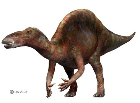 Ouranosaurus Pictures & Facts - The Dinosaur Database