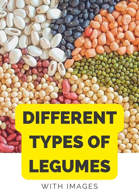 15 Different Types Of Legumes With Images - Asian Recipe