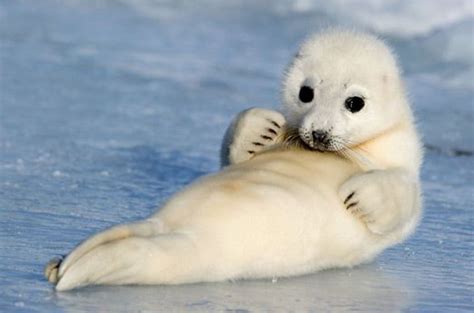 Adorable baby harp seal on the ice. | Cute animals, Cute seals, Cute ...