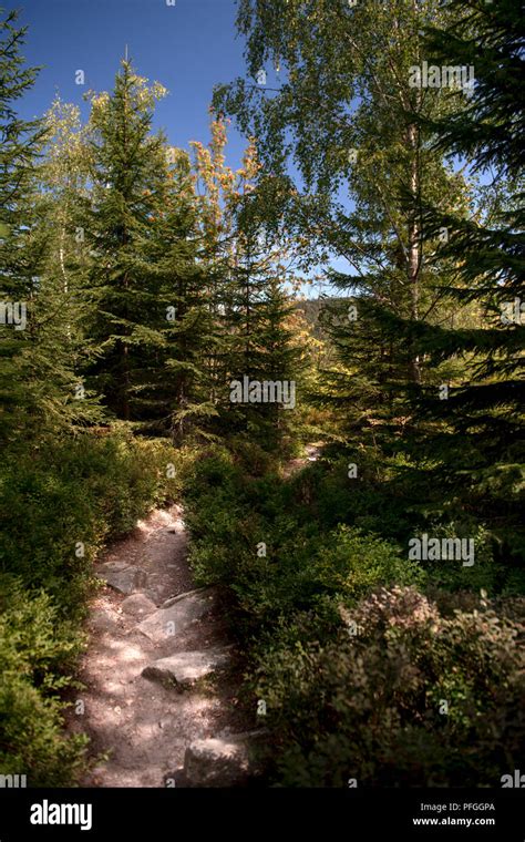 Hiking trail leading trough the beautiful Bohemian Forest National Park. Trekking background ...