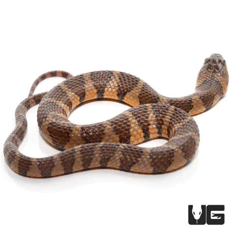 Baby Suriname Brown Banded Water Snake for sale - Underground Reptiles