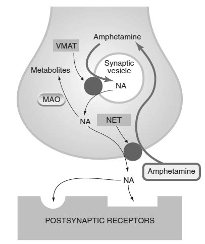 biochemistry - Regarding the mechanism for biological activity of ...