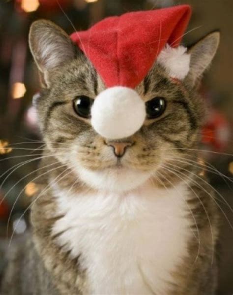 Ten Cats in Santa Hats to Make Anyone Smile This Festive Season