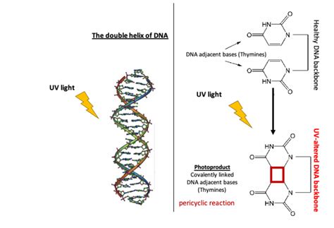 HOW DOES UV LIGHT AFFECT OUR DNA? | The Bio Teacher