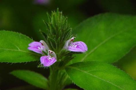 Justicia procumbens - Alchetron, The Free Social Encyclopedia