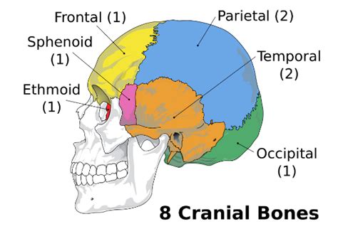 Cranium is made up of: