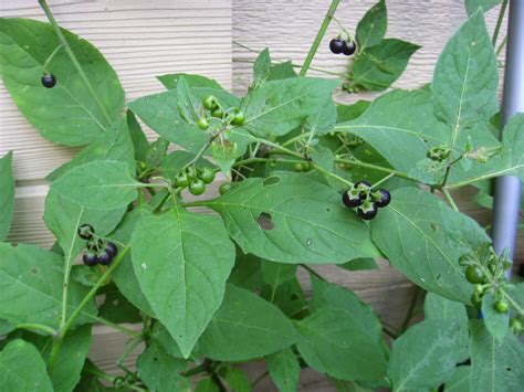 Mystery solved: Nightshade is plant growing in reader garden