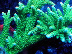 Acropora Coral