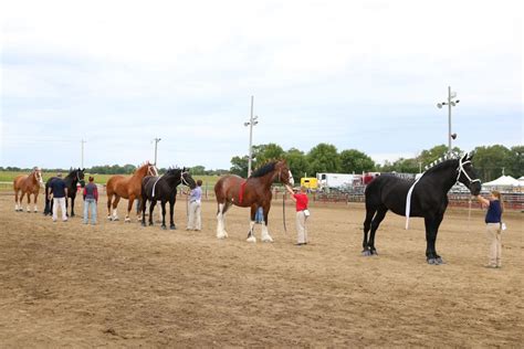 Photos: 2019 Britt Draft Horse Show: Groomer and Showmanship Show