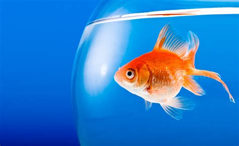 5 Tips for Goldfish Maintenance for New Pet Owners - Shabby Chic Boho