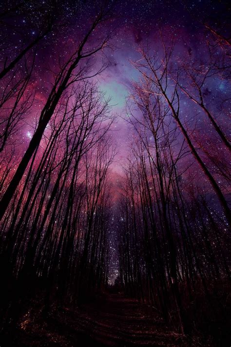 🔥 [27+] Beautiful Night Forest Wallpapers | WallpaperSafari