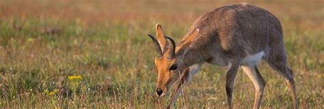 Hunting Reedbuck in South Africa - Somerby Safaris