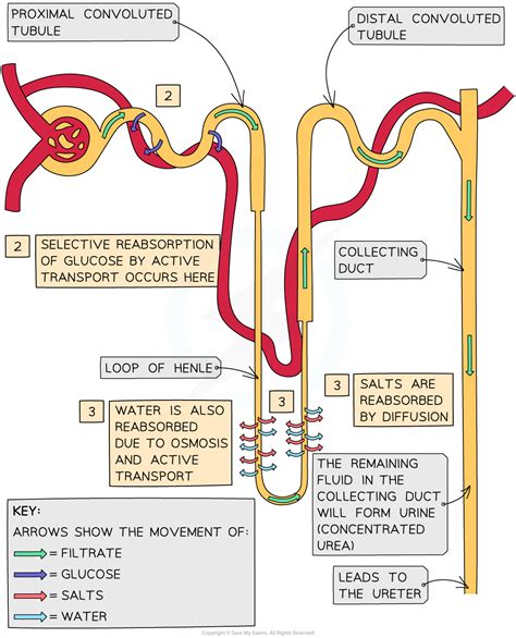 Formation of Urine | CIE A Level Biology Revision Notes 2022