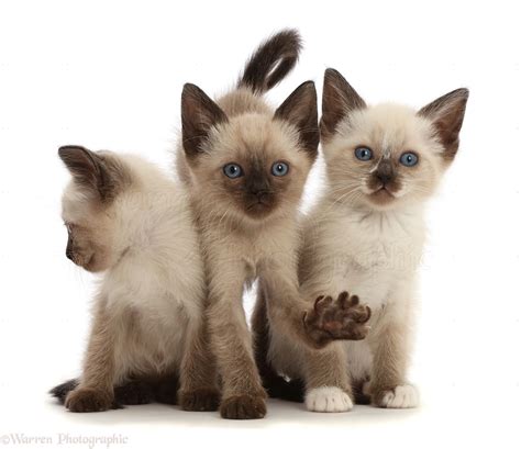 Three Siamese x Ragdoll kittens, 7 weeks old photo WP46842