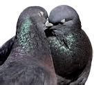 Pigeon Behavior | All About Pigeons