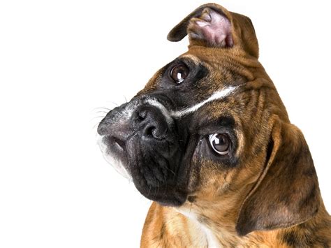 Boxer Dog Wallpaper HD Free Download