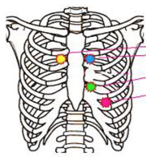 Cardio Practical 1: Heart Auscultation Sites Diagram | Quizlet