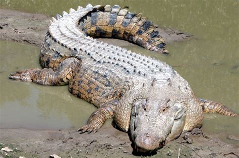 23 Animals Saltwater Crocodiles Eat (2024)