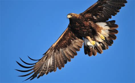 golden_eagle_flying.jpg | Audubon California